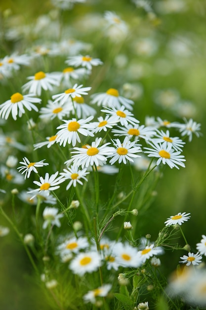 marguerites dans le domaine de l'été