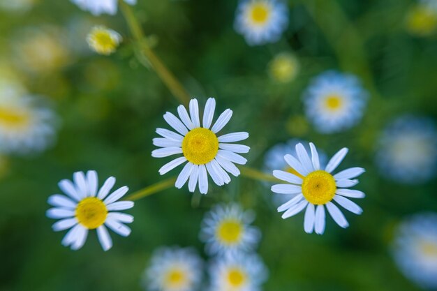 Marguerites dans le domaine. Vue de dessus de camomille. Bordure de fleurs des champs de camomille. Belle scène de nature avec des camomilles médicales en fleurs