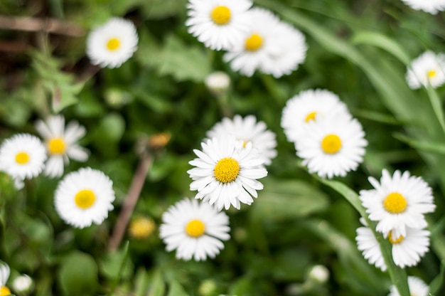 Marguerites dans l&#39;herbe