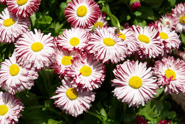 Marguerites dans le jardin avec des feuilles vertes.