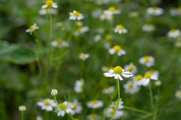 marguerites dans le pré pour la tisane