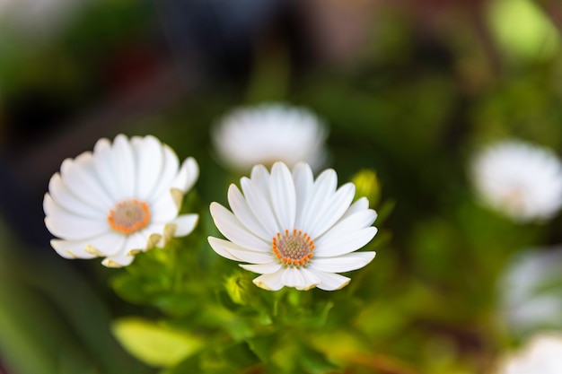 Marguerites fleuries sur une nature floue