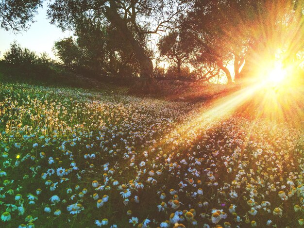 Des marguerites fleurissent dans le champ.