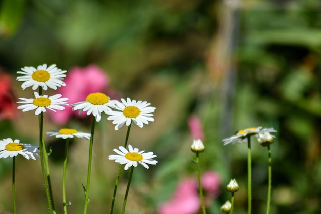 les marguerites fleurissent dans le jardin d'été