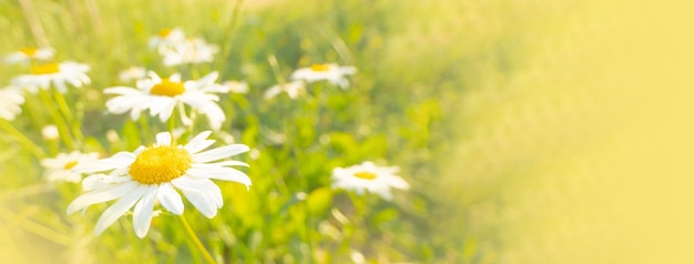 Marguerites en fleurs au soleil sur un fond flou d'herbe