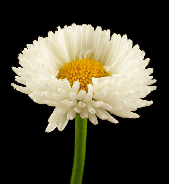 Marguerites fleurs blanches sur un mur noir Marguerites fleurs blanches close-up