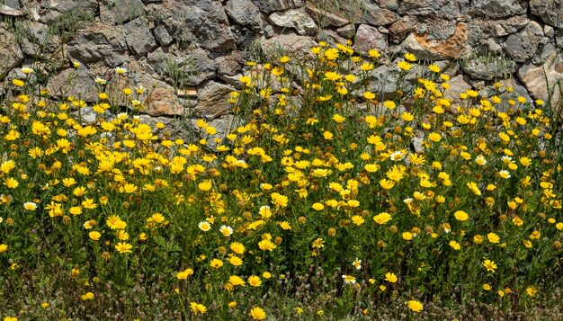 Marguerites fleurs sauvages fond de champ de couleur jaune