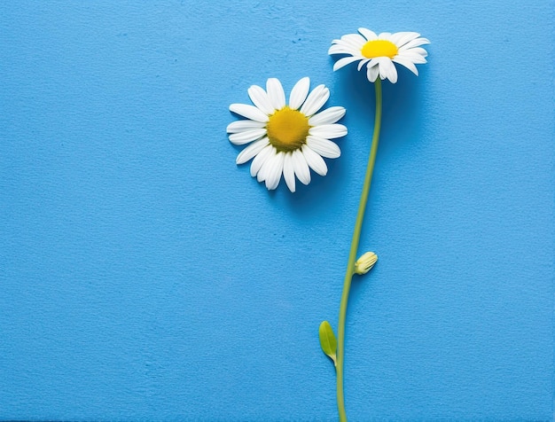 Marguerites sur fond bleu