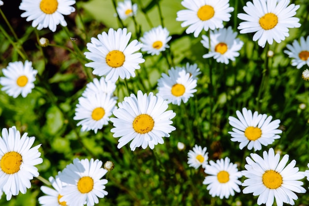 Marguerites sur un fond de fond naturel d'été de verdure