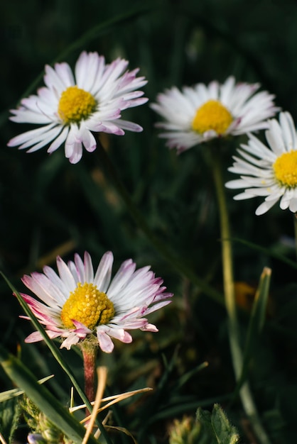 Marguerites sur fond d'herbe verte haute qualité close up