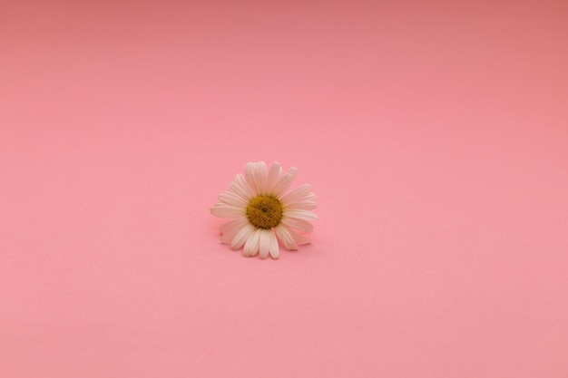 Marguerites sur fond rose