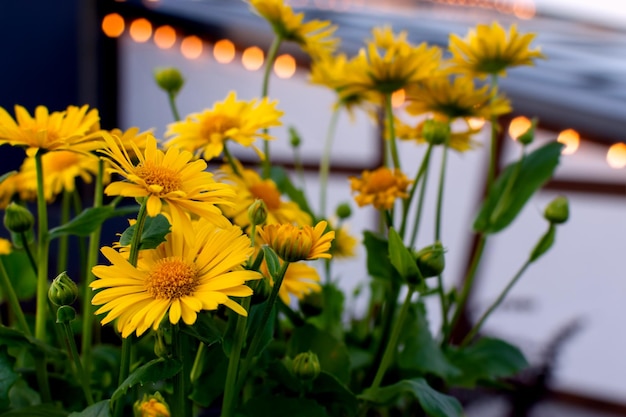 Marguerites jaunes en fleurs Doronicum dans le jardin du soir