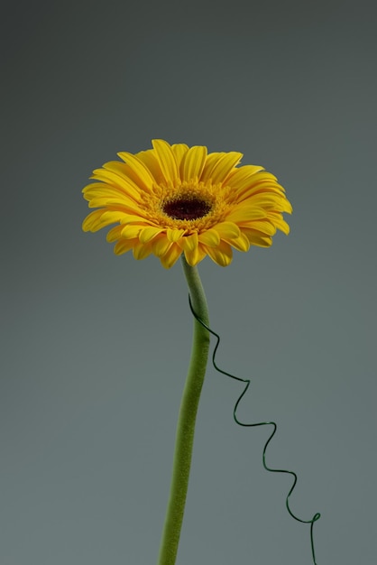 marguerites jaunes sur fond blanc