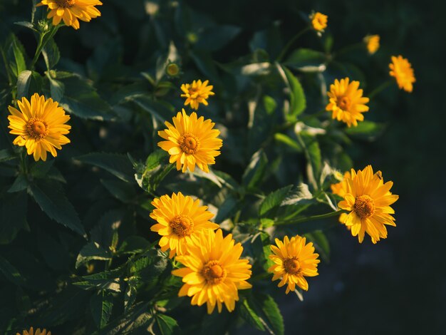 Marguerites jaunes sur fond naturel