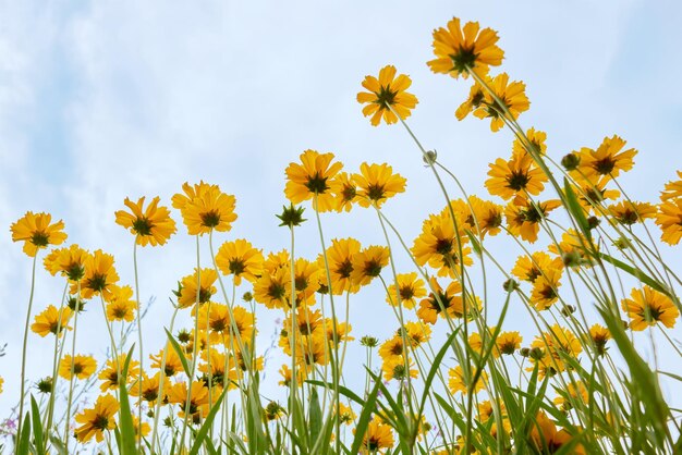 Marguerites jaunes Vue de dessous contre le ciel bleu