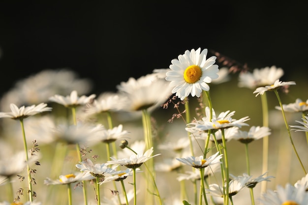 Marguerites un matin de printemps