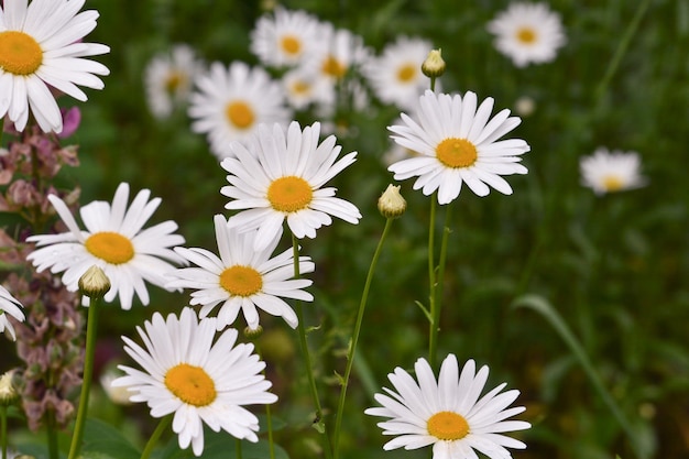 Marguerites sur une pelouse de fond