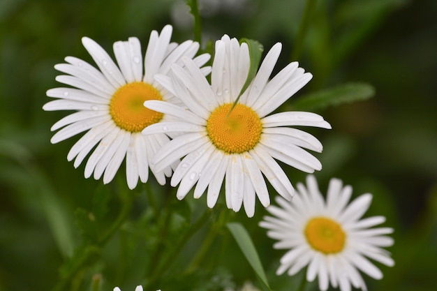 Marguerites sur une pelouse de fond