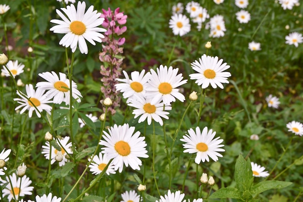 Marguerites sur une pelouse de fond