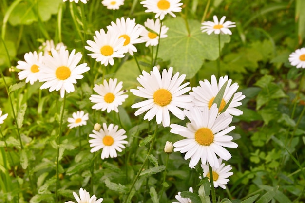 Marguerites sur une pelouse de fond