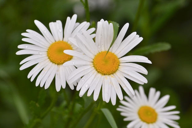 Marguerites sur une pelouse de fond