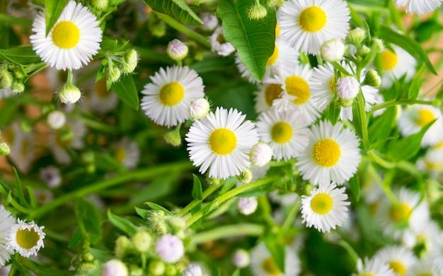 Marguerites. Petites fleurs blanches