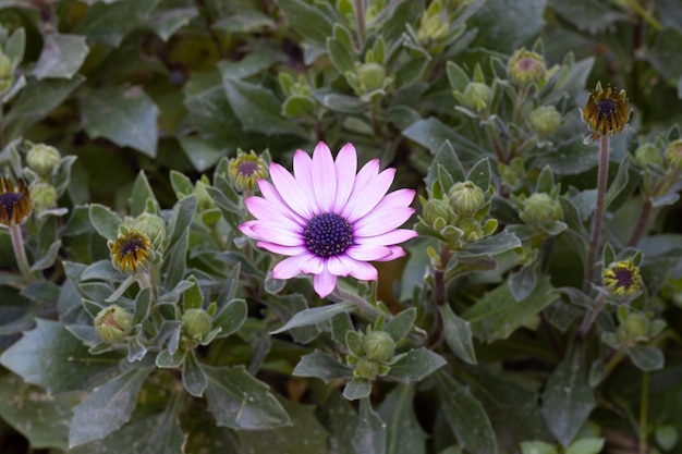 Marguerites roses dans un jardin nature