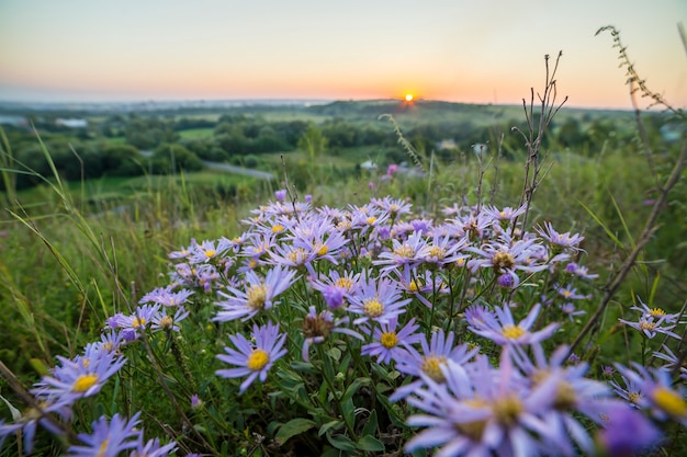 Marguerites sauvages bleues en fleurs