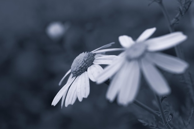 Marguerites sauvages en macro monochrome