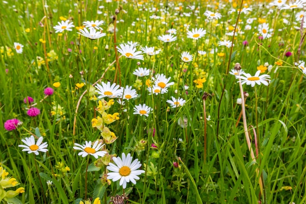 Marguerites sauvages sur une prairie alpine d'été dans les Dolomites italiennes