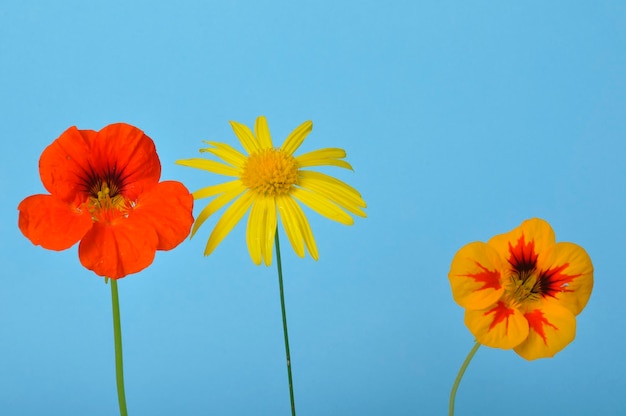 Marguerites de savane et capucines sur fond bleu