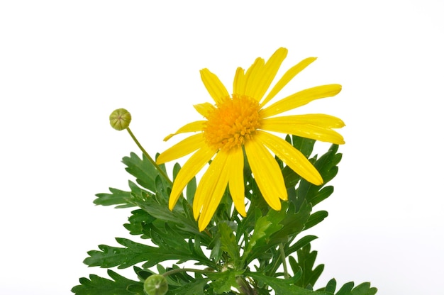 Marguerites de savane sur fond blanc