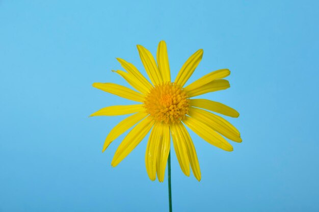 Marguerites de savane sur fond bleu