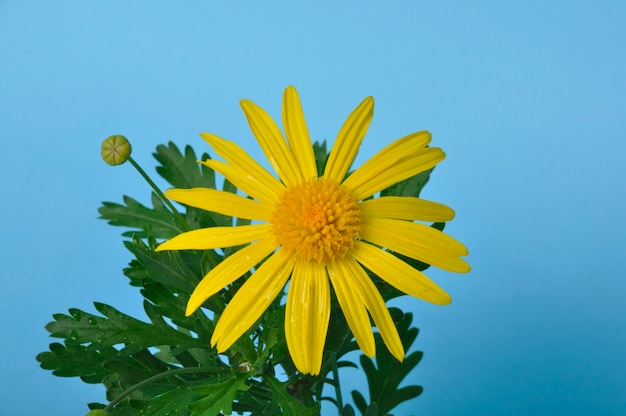 Marguerites de savane sur fond bleu