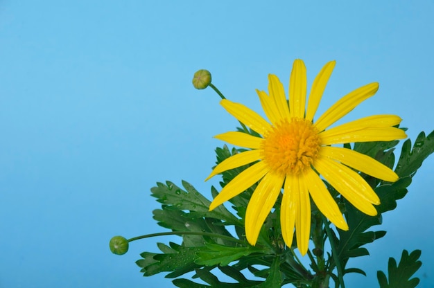 Marguerites de savane sur fond bleu