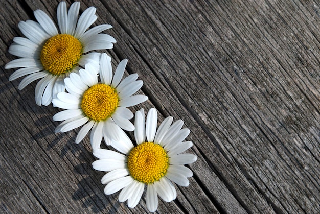 Marguerites sur une table en bois