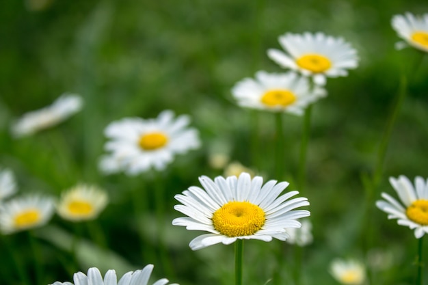 Marguerites sur le terrain au printemps