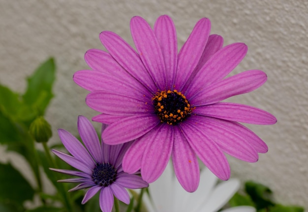 marguerites violettes dans le jardin