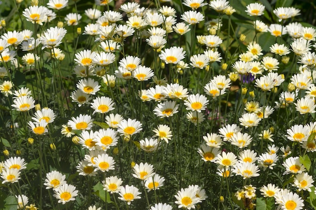 Des marguerites