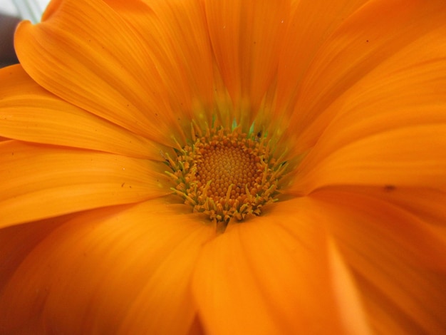 Photo maria et les fleurs