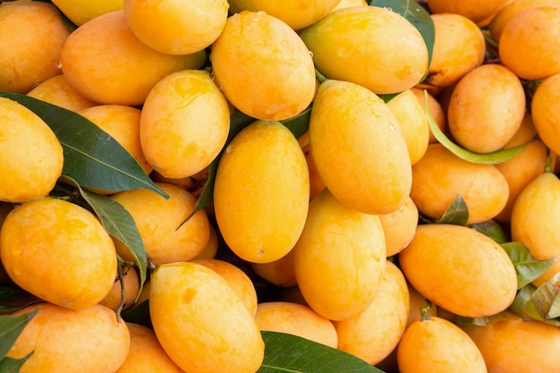 Marian prune mûre fraîche, Mayongchid, Maprang, prune mangue, fruits tropicaux thaïlandais