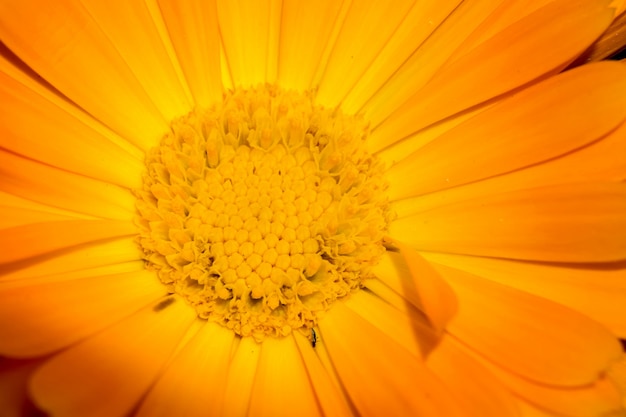 Marigold dans le jardin