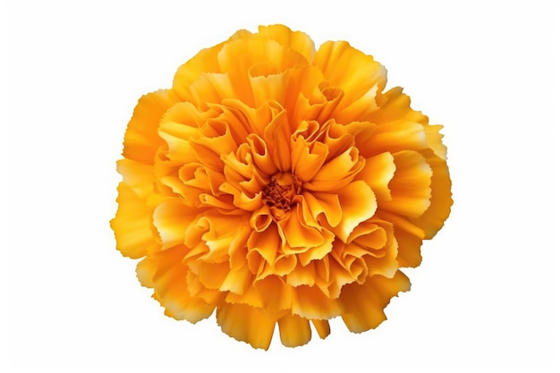 Marigold fleur jardin tropical nature sur fond blanc