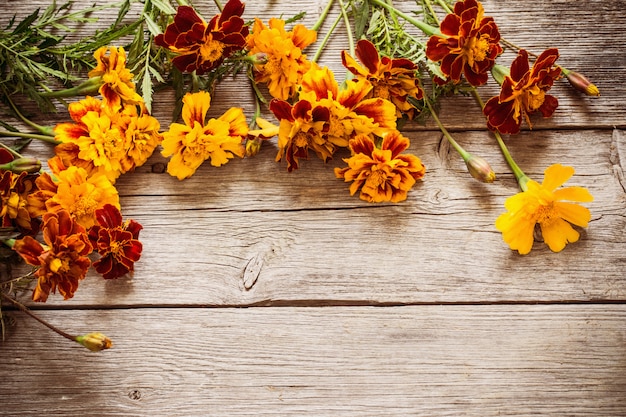 Marigold sur fond de bois ancien