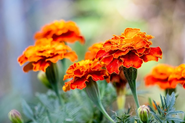 Marigold en gros plan dans le jardin