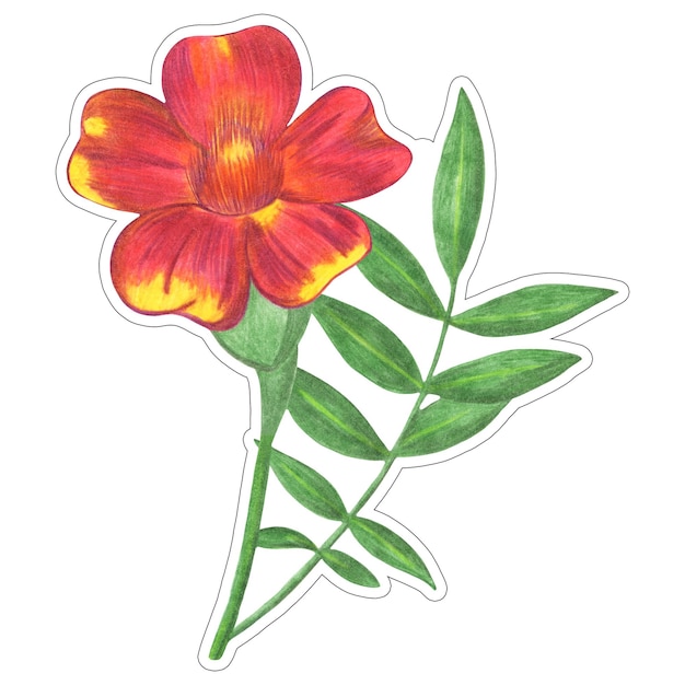Marigold rouge avec des feuilles vertes Étiquette isolée sur fond blanc Élément de fleur de marigold dessiné au crayon de couleur