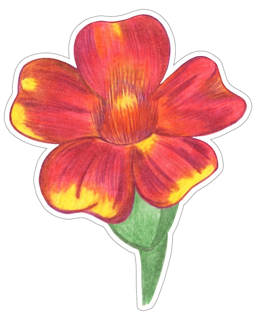 Marigold rouge avec des feuilles vertes Étiquette isolée sur fond blanc Élément de fleur de marigold dessiné au crayon de couleur