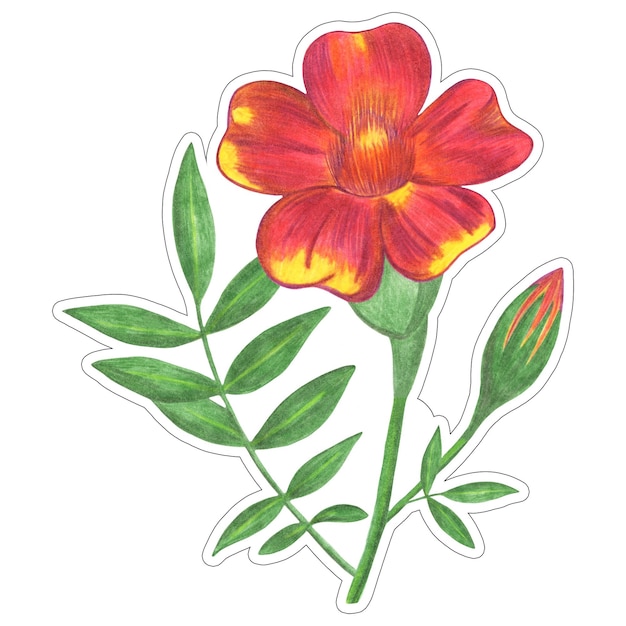 Marigold rouge avec des feuilles vertes Étiquette isolée sur fond blanc Élément de fleur de marigold dessiné au crayon de couleur