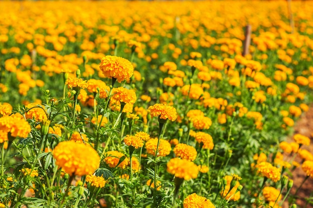 Marigold sur le terrain.