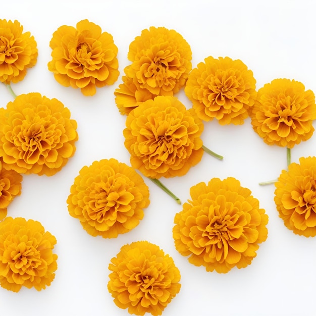 Des marigolds alignés sur un fond blanc